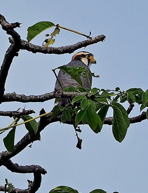 Aplomado falcon perched in tree