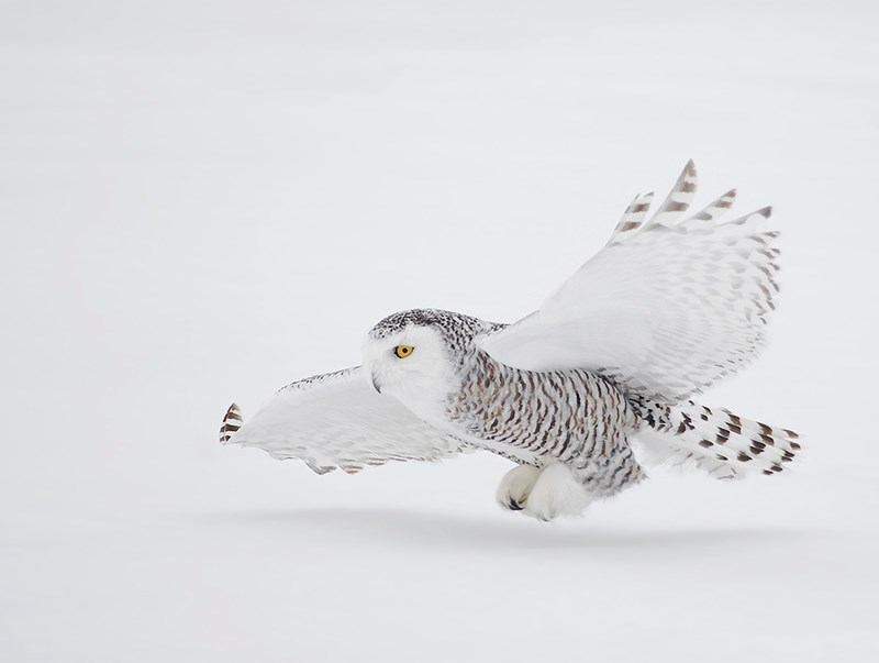 Snowy owl landing on snow-covered ground