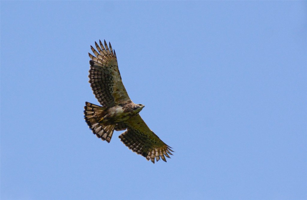 Black and Chestnut Eagle in Flight