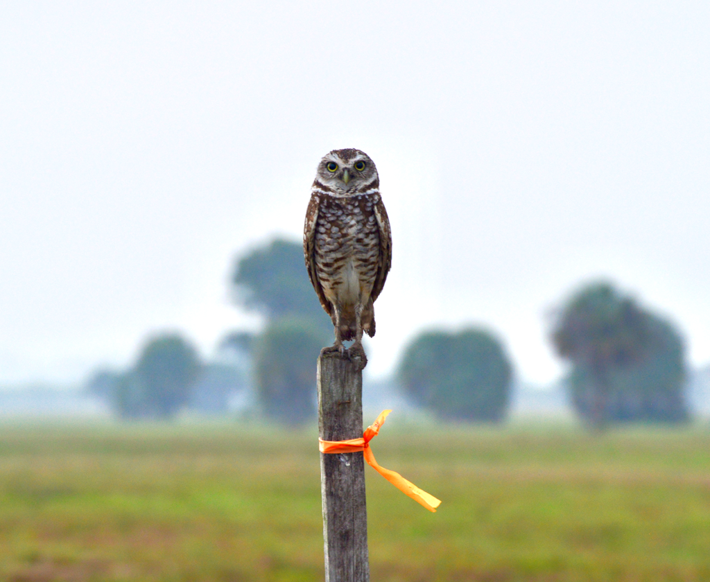Burrowing owl perched on a fence line