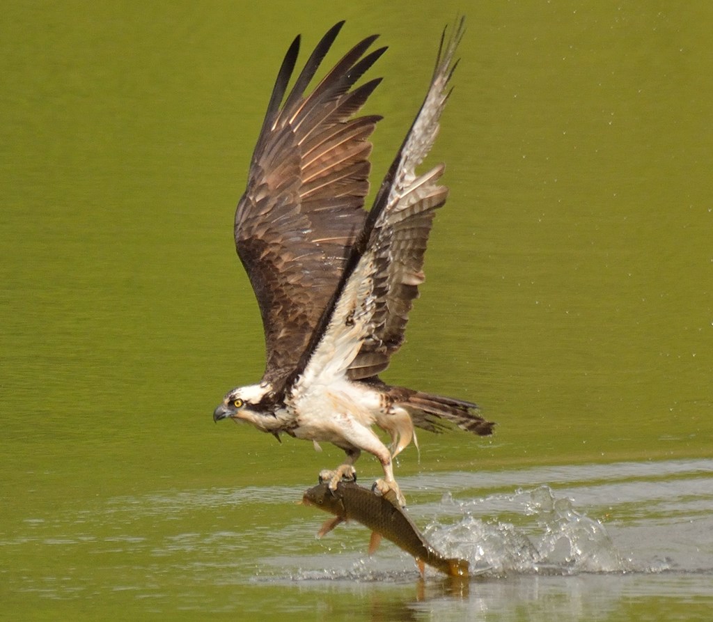 An osprey carrying a freshly caught fish out of a body of water.