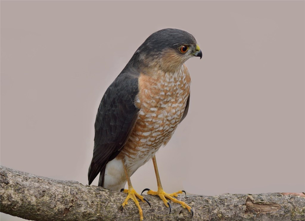 Sharp-shinned Hawk perched on a Branch