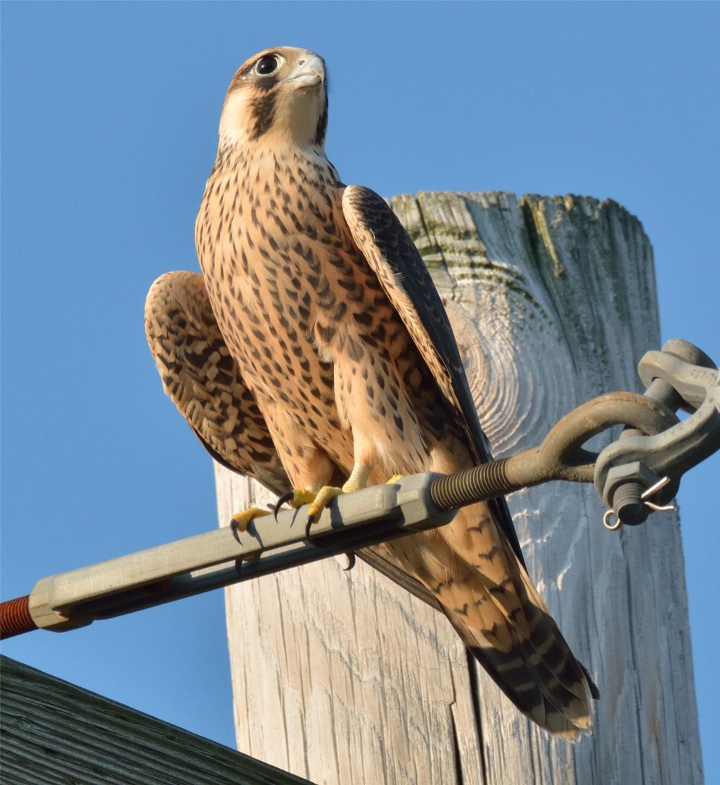 A peregrine falcon perched on a pole