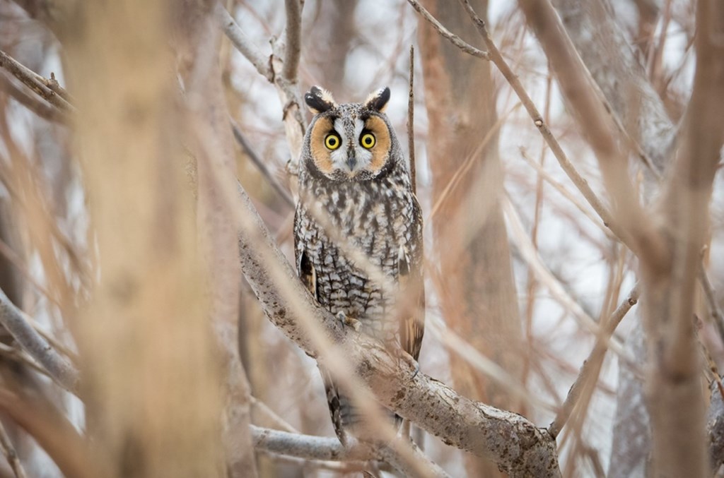 Long-eared Owl Perched in Tree