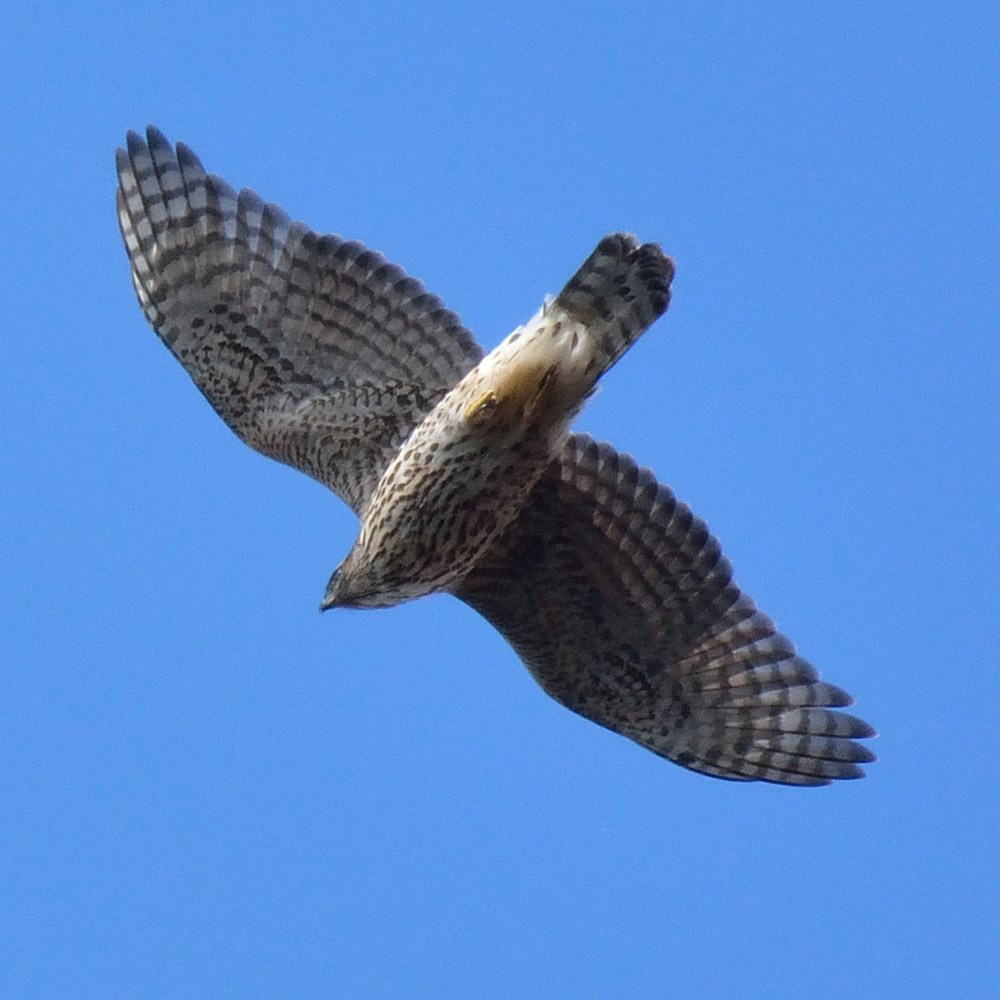 Northern Goshawk Flying