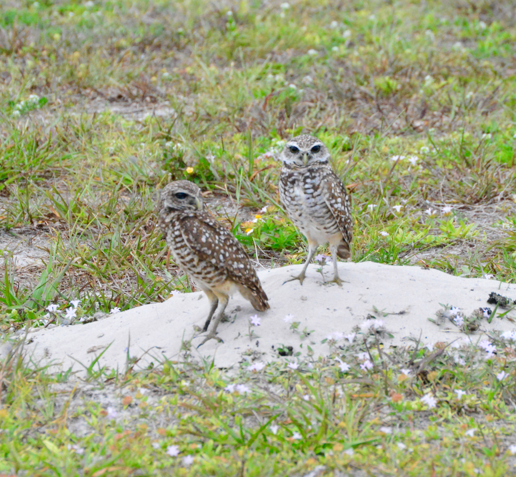 Urban burrowing owls showing the unusual brown eye mutation