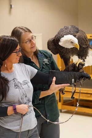 Rachel and Gail handling bald eagle