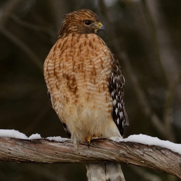 Red-shouldered hawk perched on a snowy branch