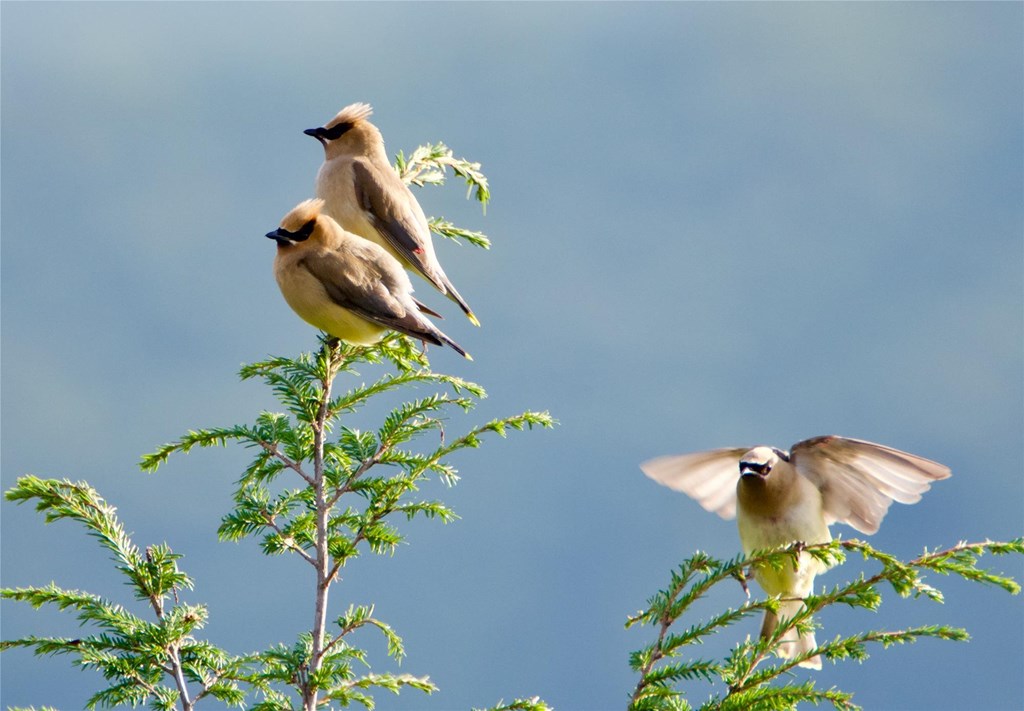 Cedar Waxwings