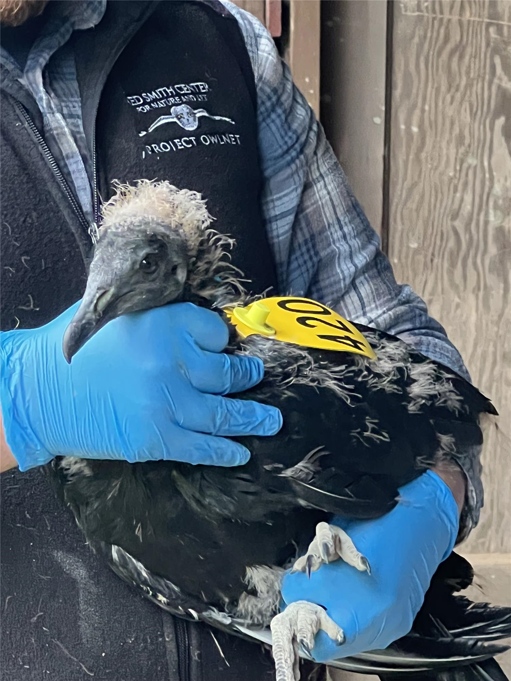 Bracken holding a locally tagged black vulture