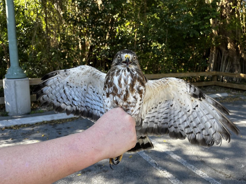 Rehabilitated Broadwing by Rebecca McCabe