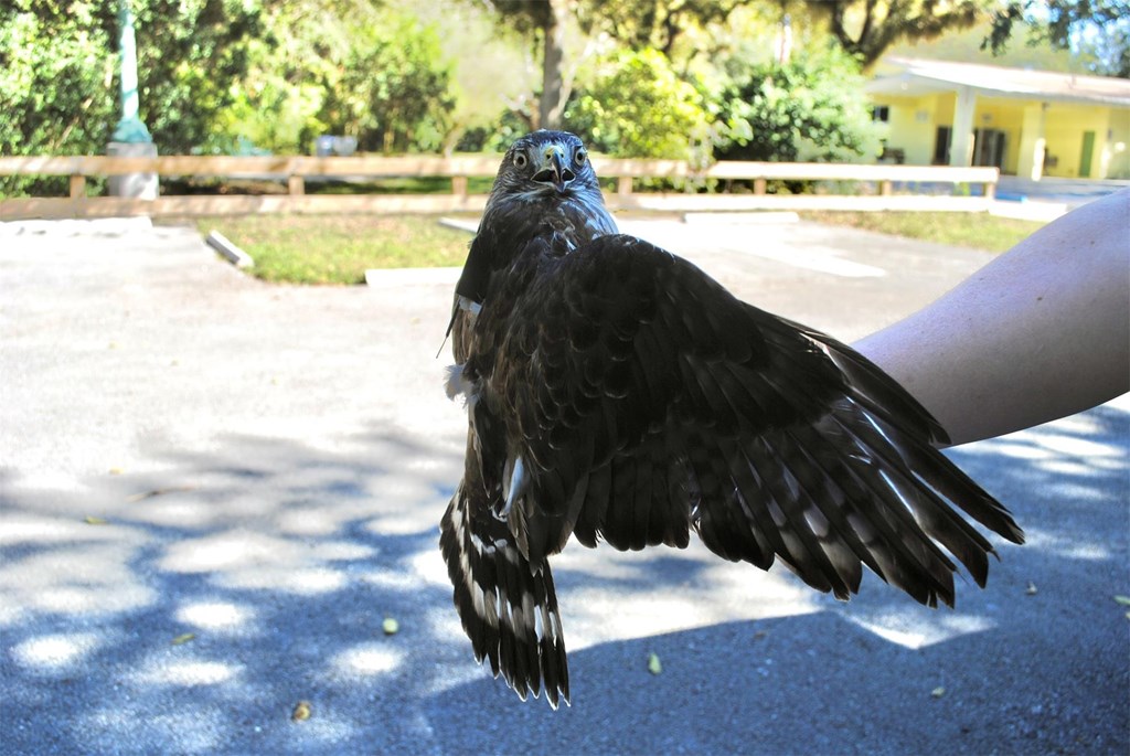 Florida Broadwing Biscayne by Rebecca McCabe