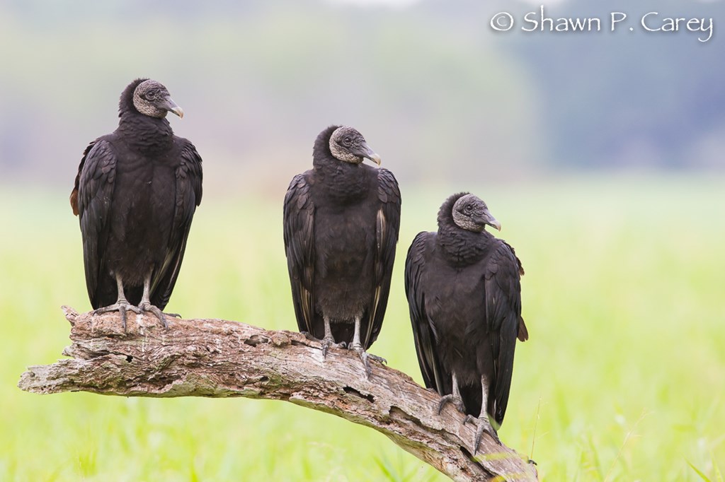 Baby Black Vulture