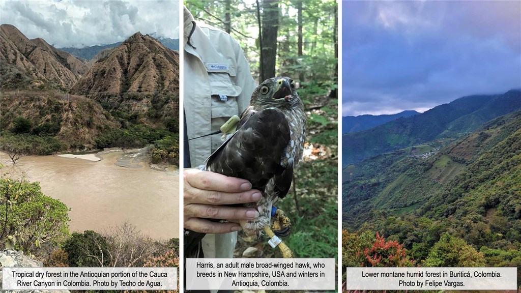 Tropical dry forest habitat, low montane humid forest habitat, and an adult male broad-winged hawk equipped with a transmitter