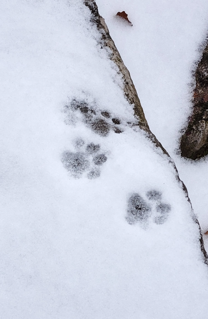 Bobcat Footprints In Snow