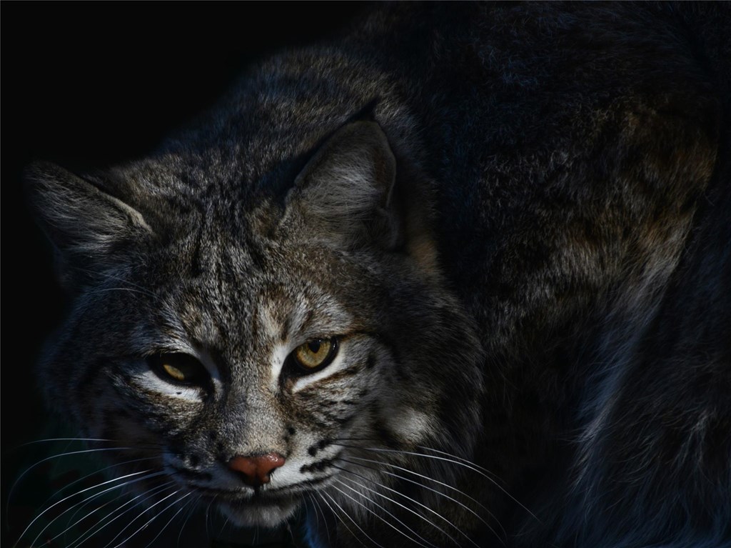 Bobcat by Joe Kosack/PGC