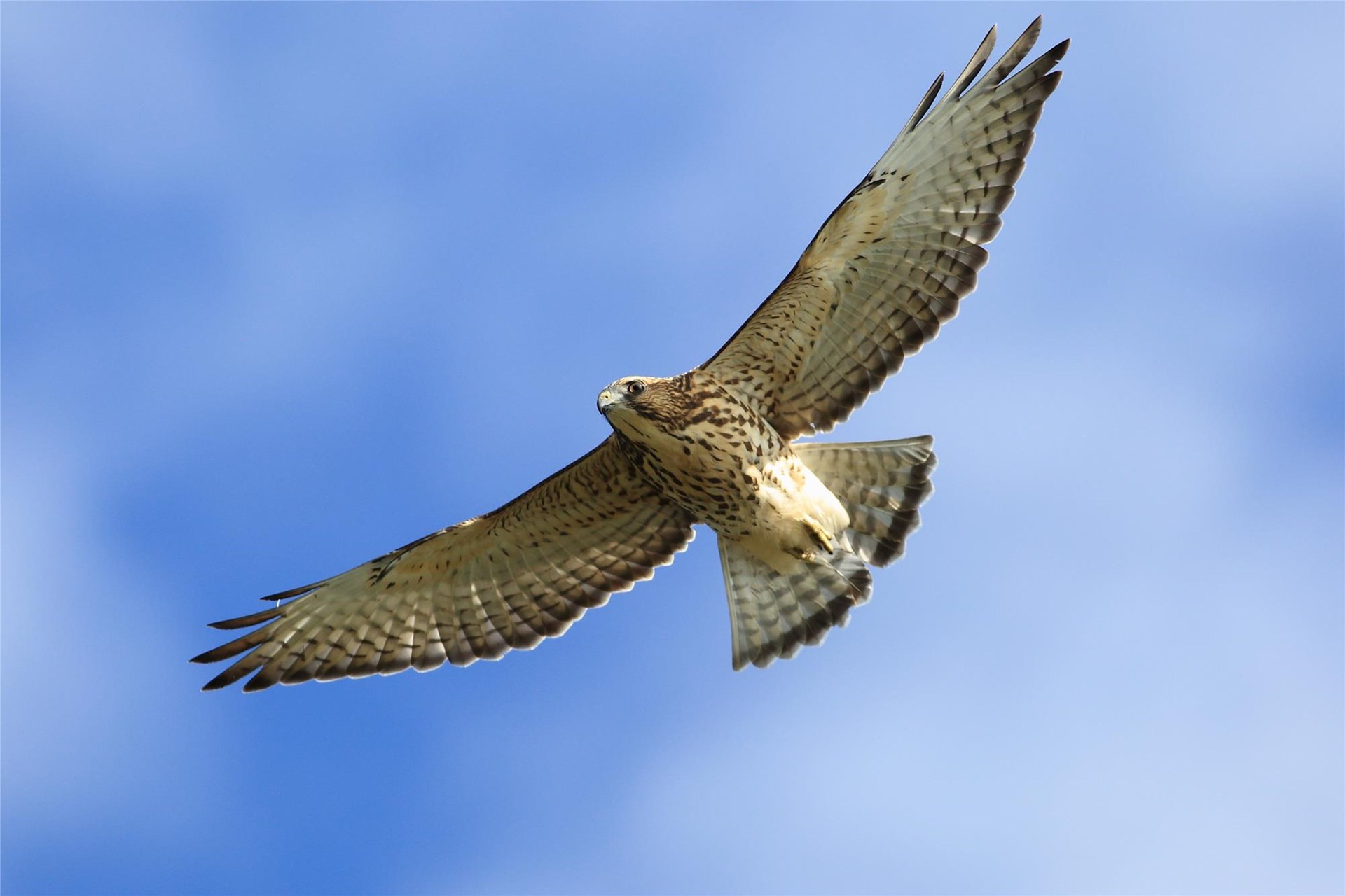 Autumn Migration Hawkwatch Begins