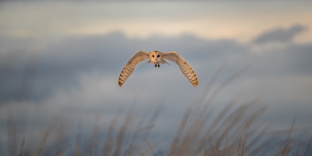 Barn Owl in Flight