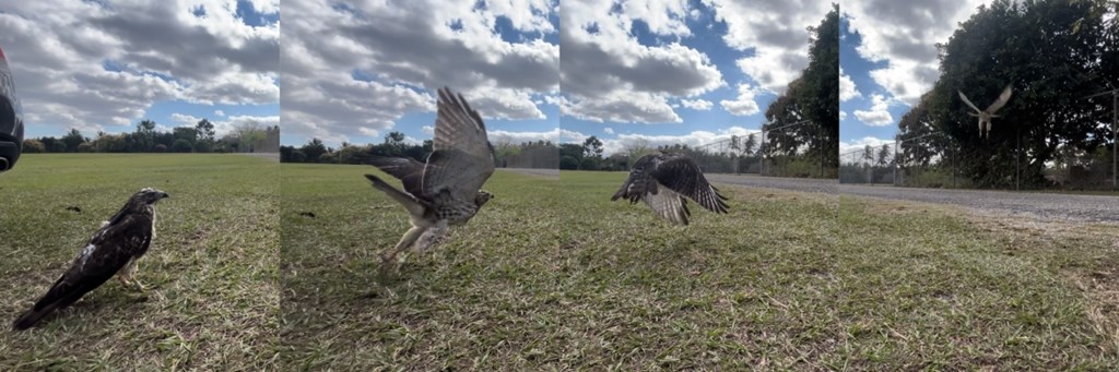 Florida Broadwing Largo Release by Rebecca McCabe