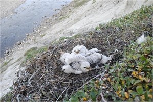 Bylot Island Raptors