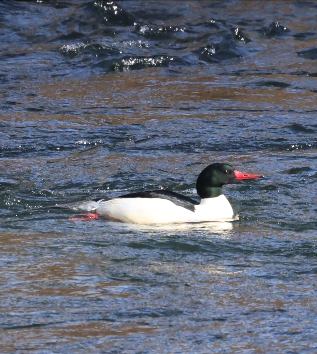 Male Common Merganser Swimming