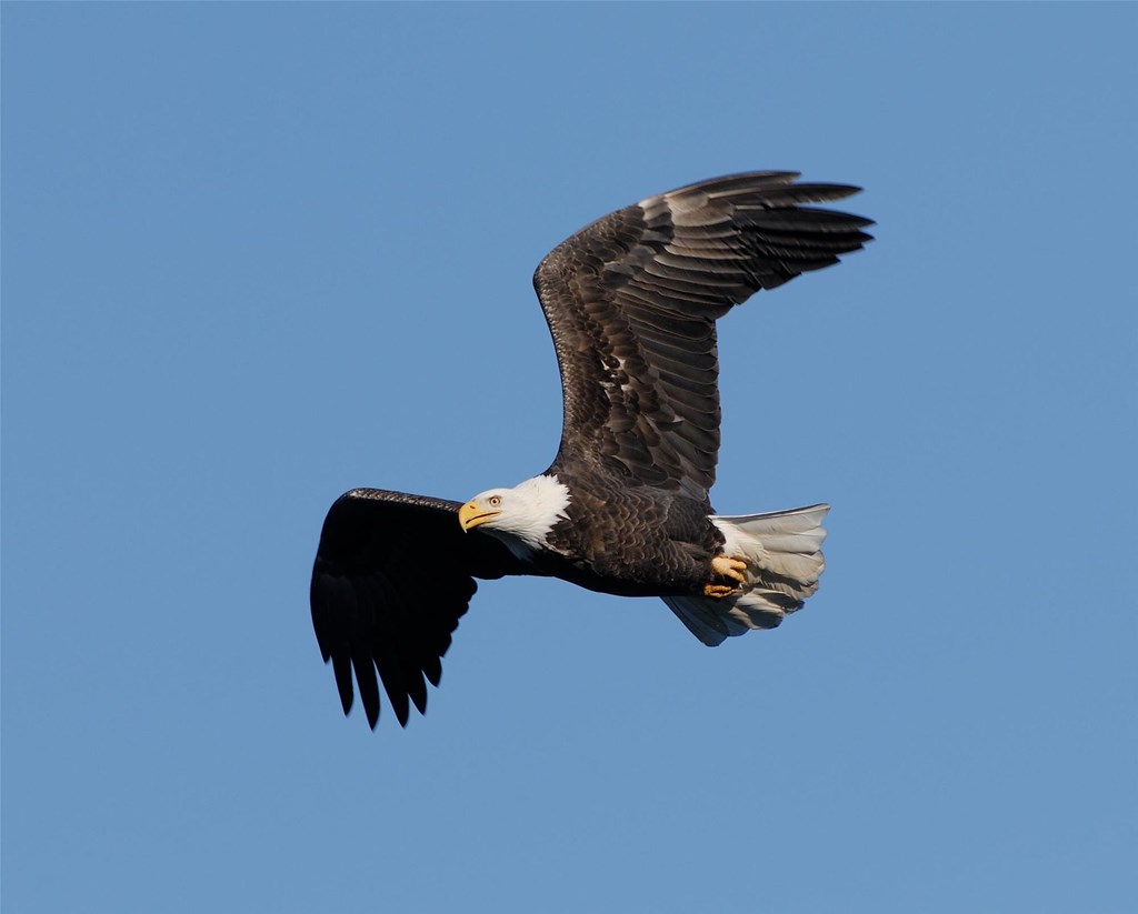 Lesson Plans  Hawk Mountain Sanctuary: Learn Visit Join