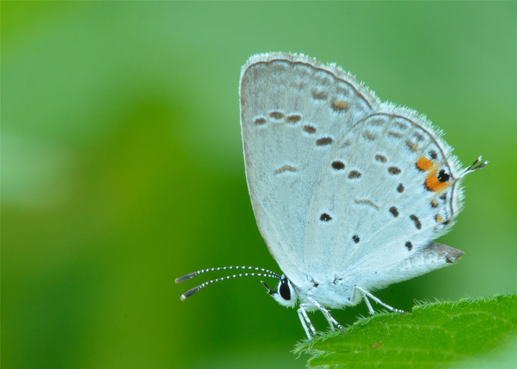 Eastern Tailed-Blue Butterfly