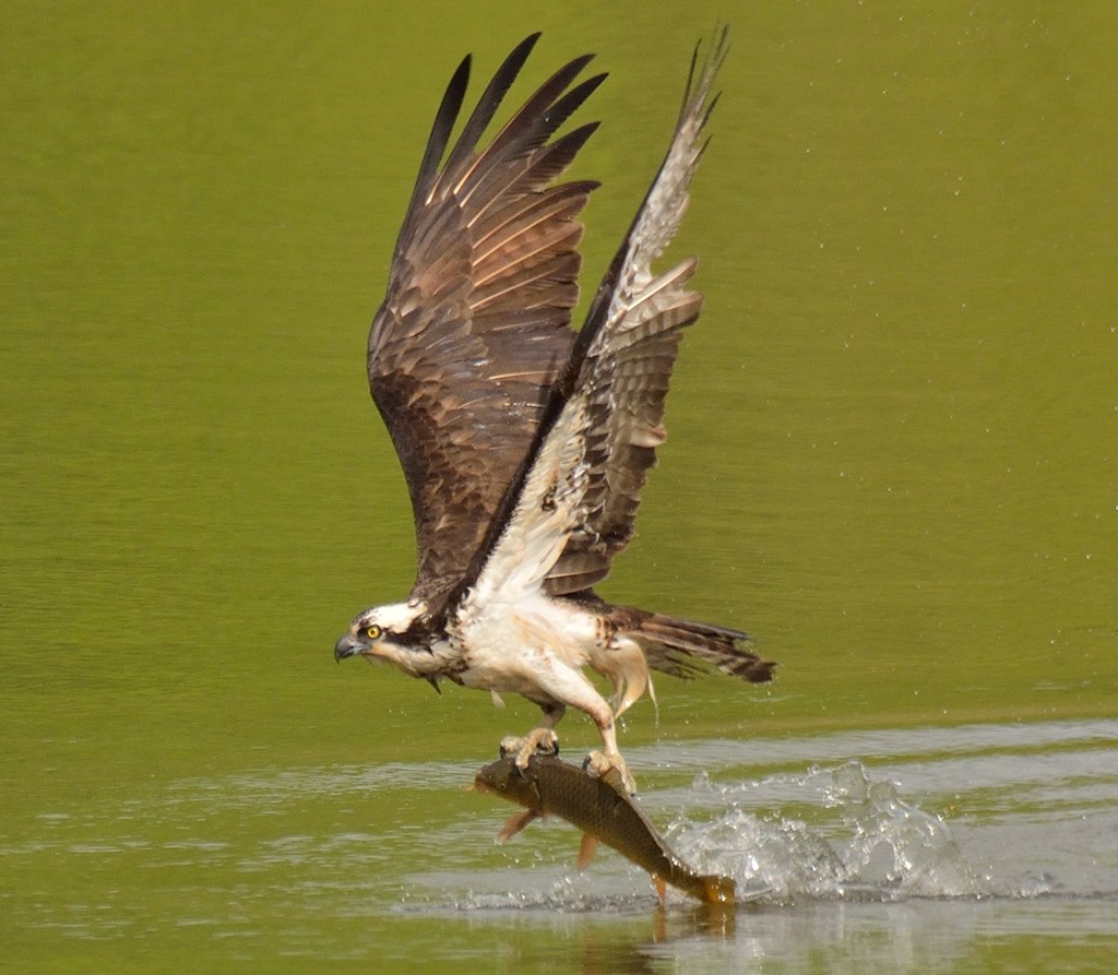 Osprey, Fish-eating, Migration, Conservation