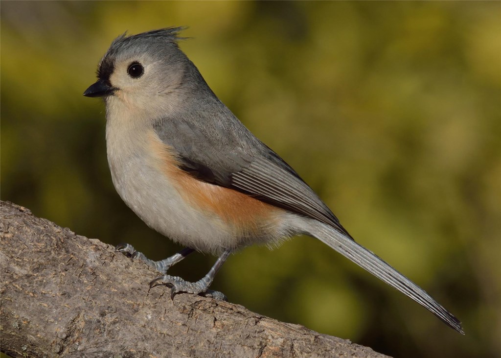 Tufted Titmouse