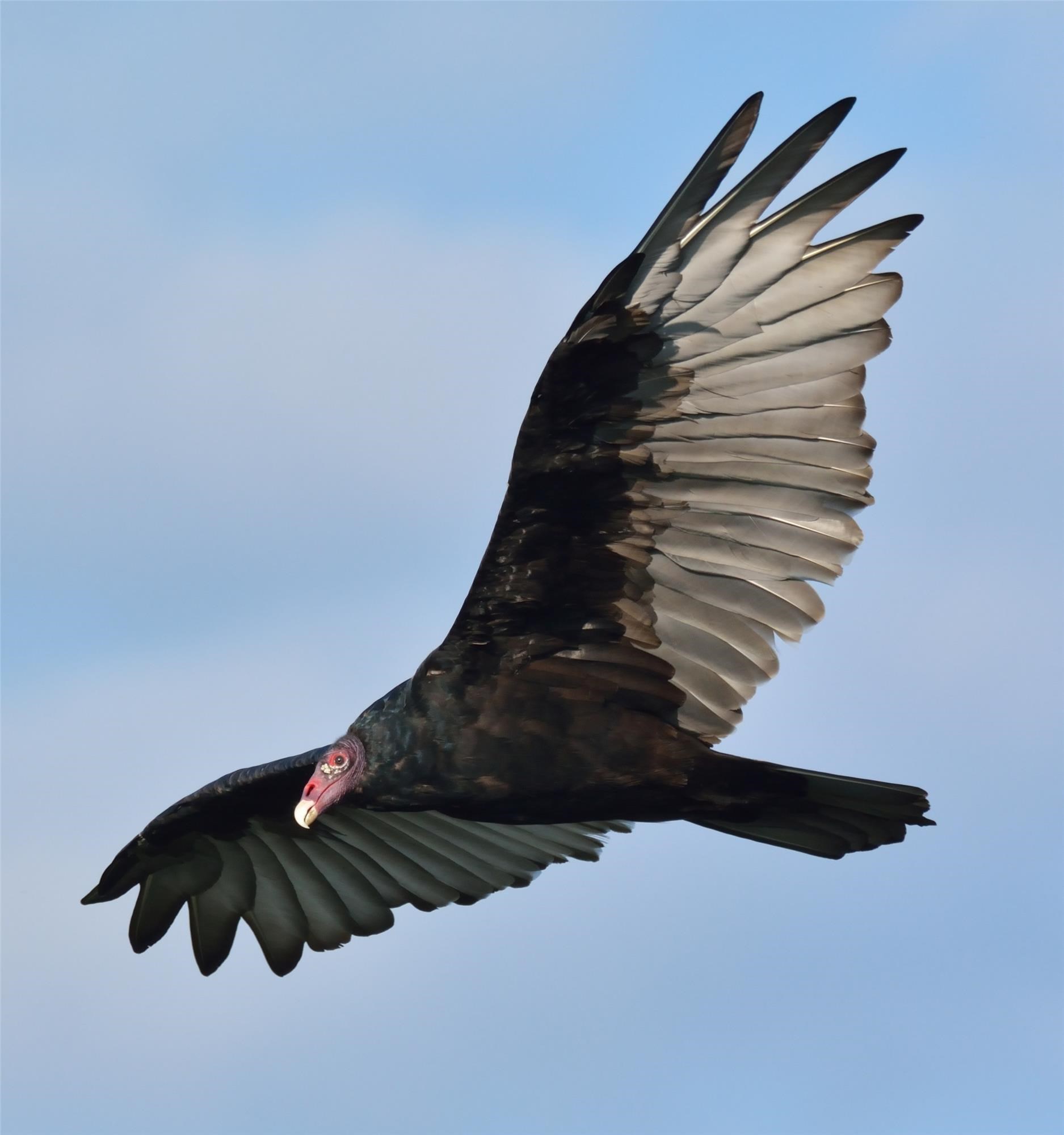 Turkey Vultures  Hawk Mountain Sanctuary: Learn Visit Join