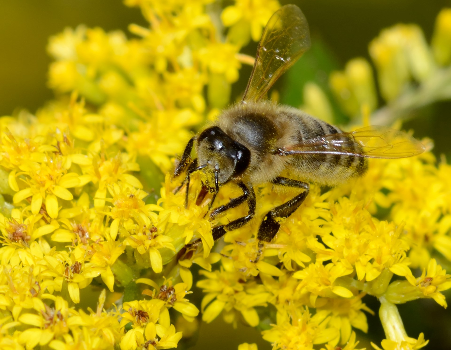 Appalachian Pollinators: Bees, Butterflies, & Plants