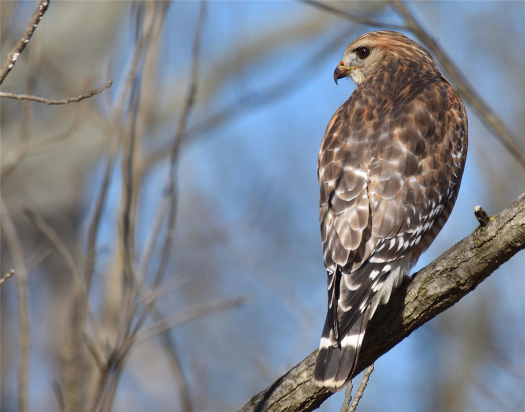 Red-shouldered Hawk by Bill Moses