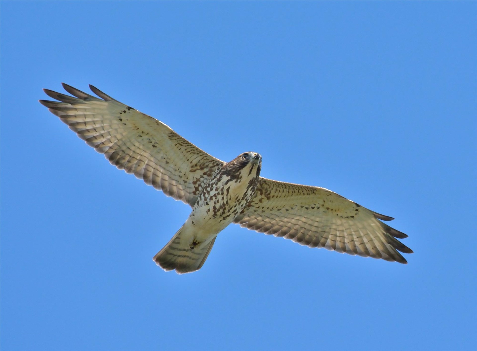 Curricula | Hawk Mountain Sanctuary: Learn Visit Join