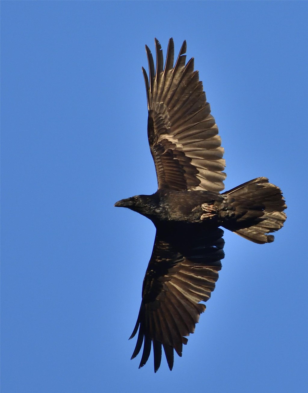 Common Raven by Bill Moses