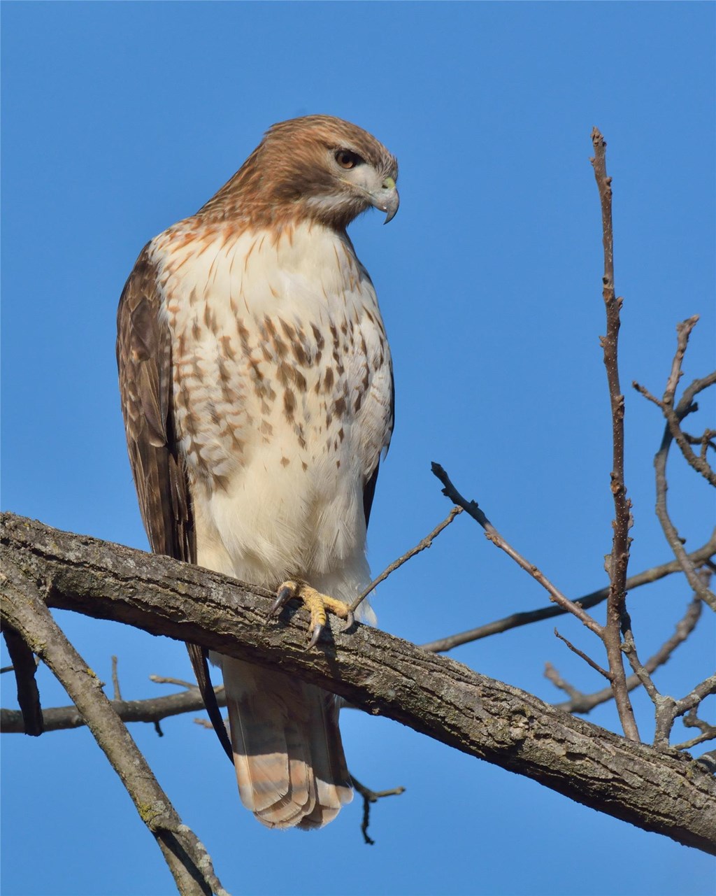 red tailed hawk perched