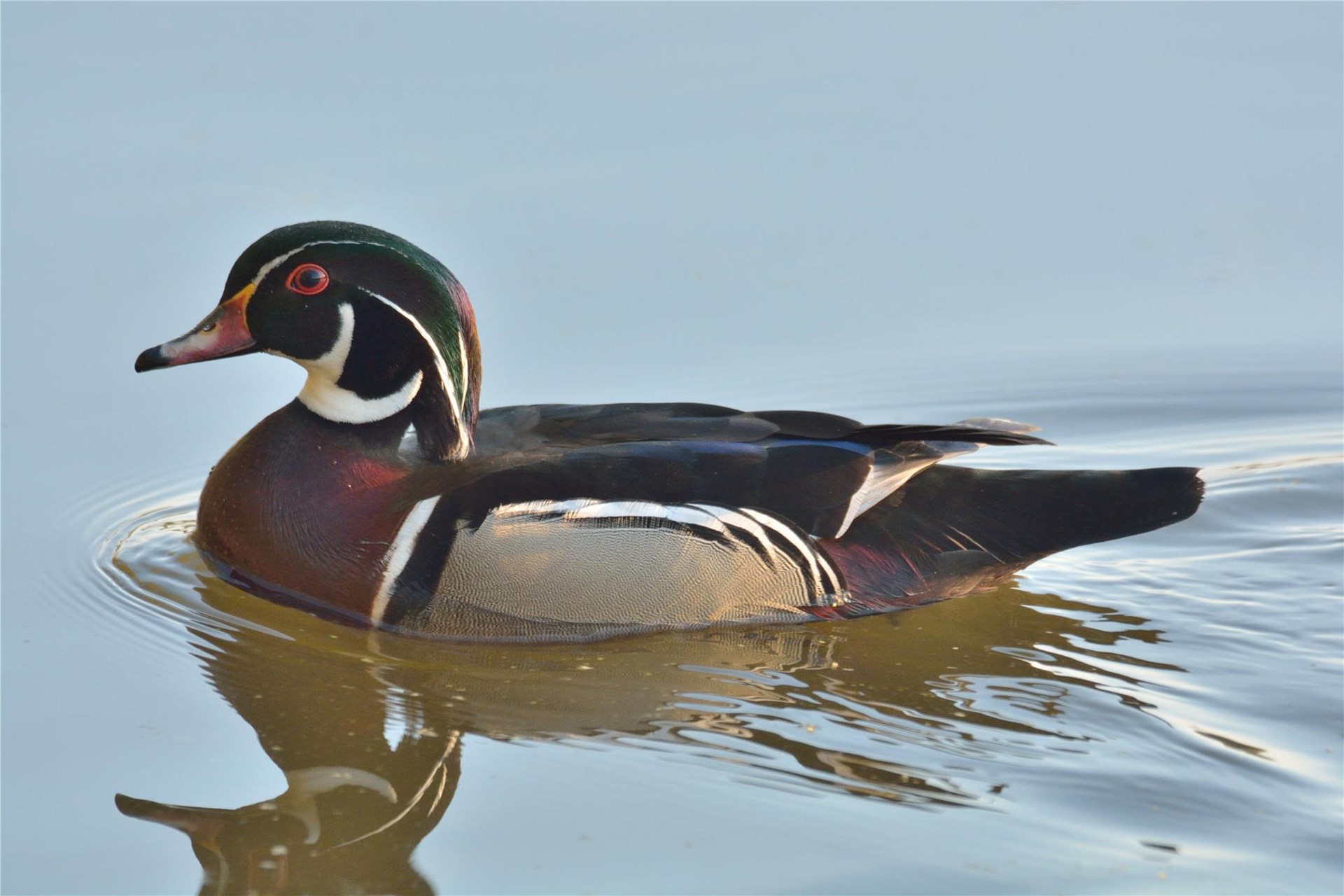 Wee Ones Walk: Rainy Days and Puddle Ducks | Hawk Mountain Sanctuary ...