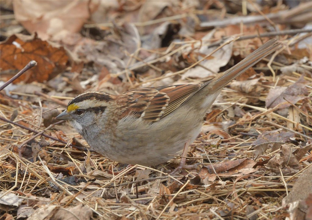 White-throated Sparrow by Bill Moses