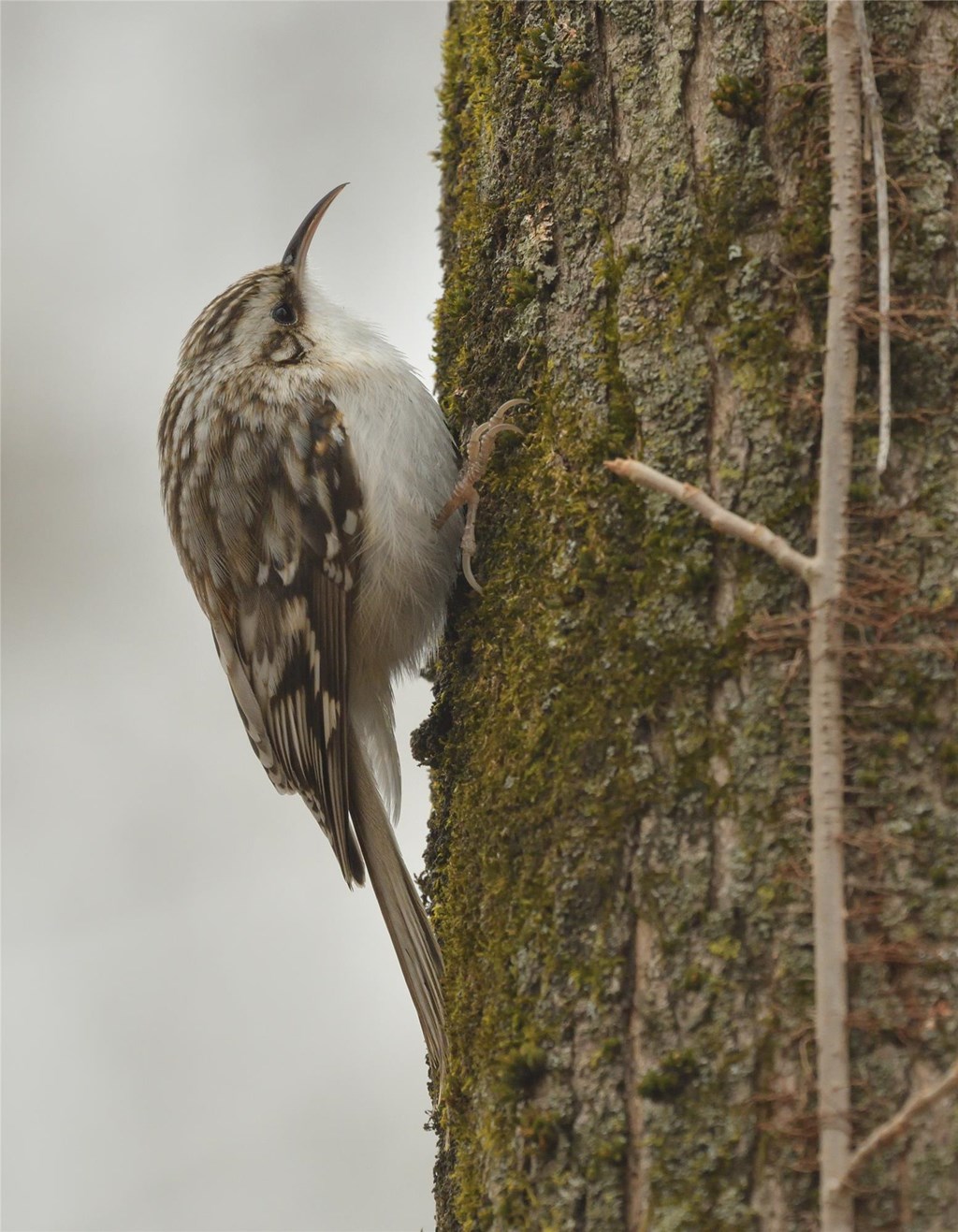 Brown Creeper by Bill Moses