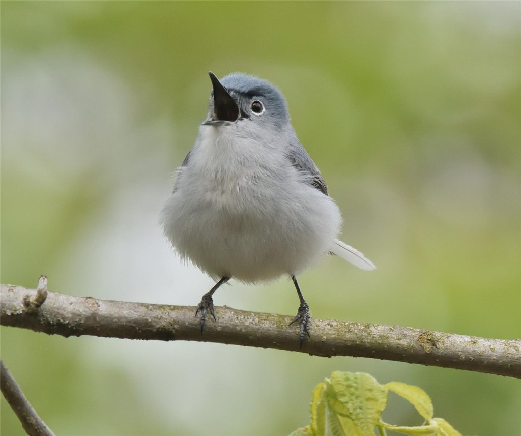 Blue-grey Gnatcatcher