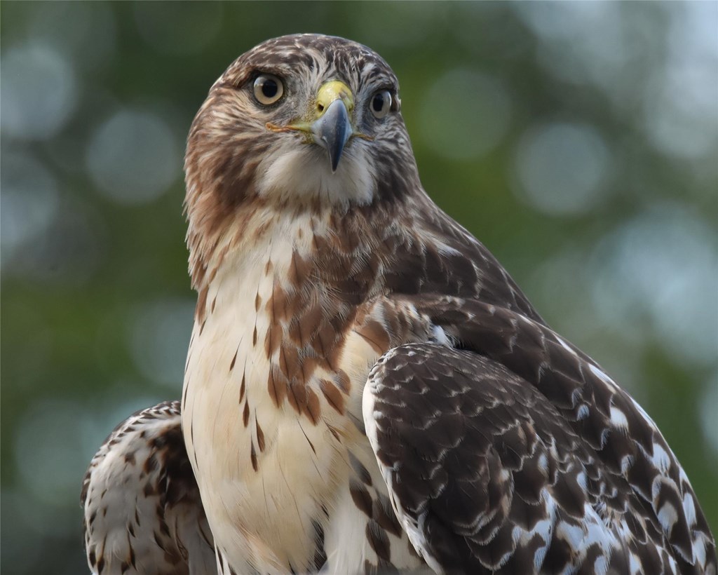 Close up portrait of a red-tailed hawk