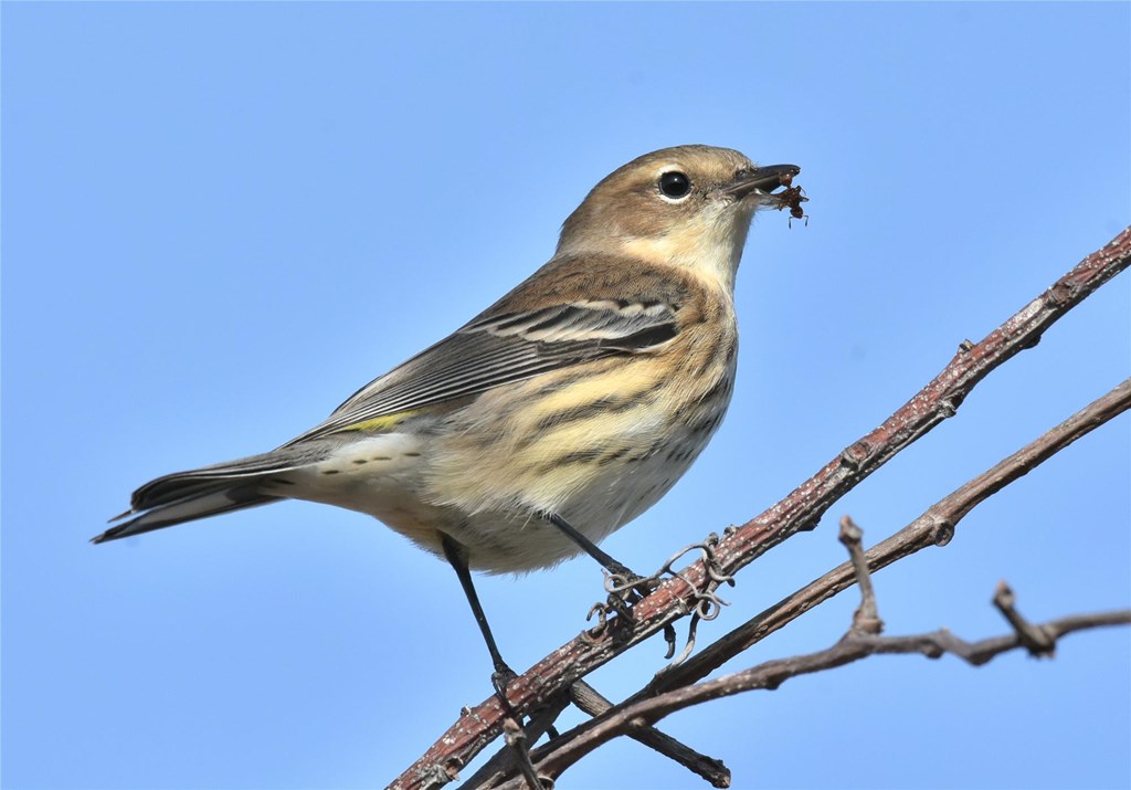 Yellow-rumped Warbler by Bill Moses