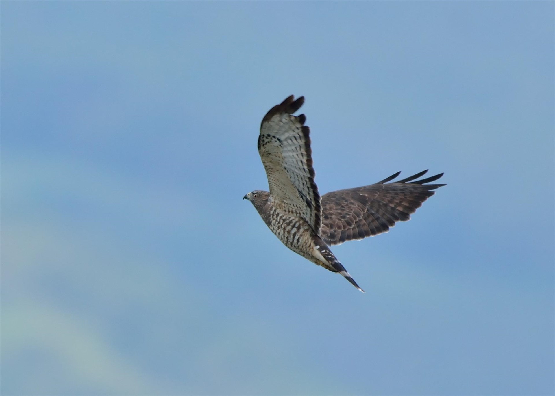 International Hawk Migration Week | Hawk Mountain Sanctuary: Learn ...