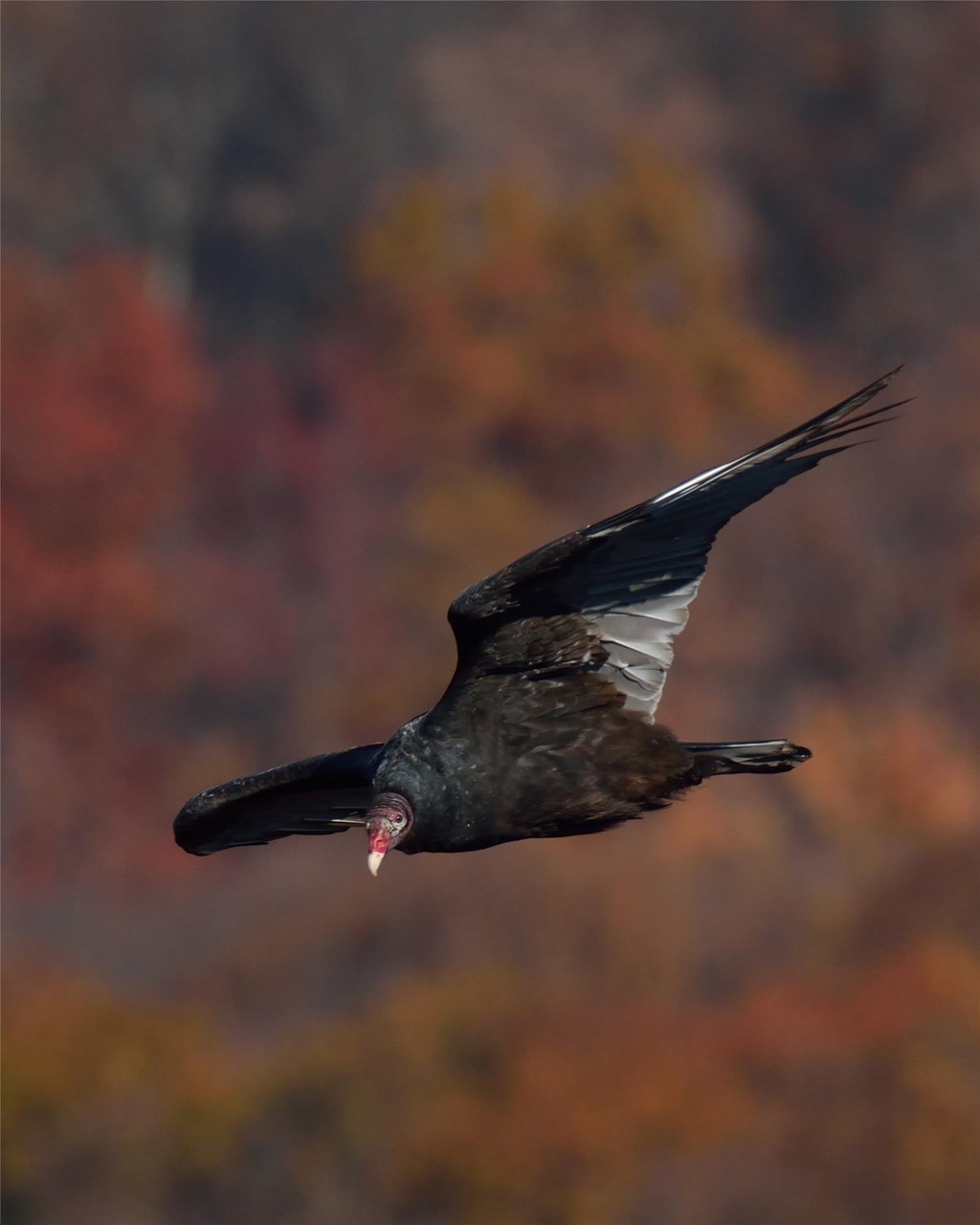 Vultures - RAPTOR TAXON ADVISORY GROUP