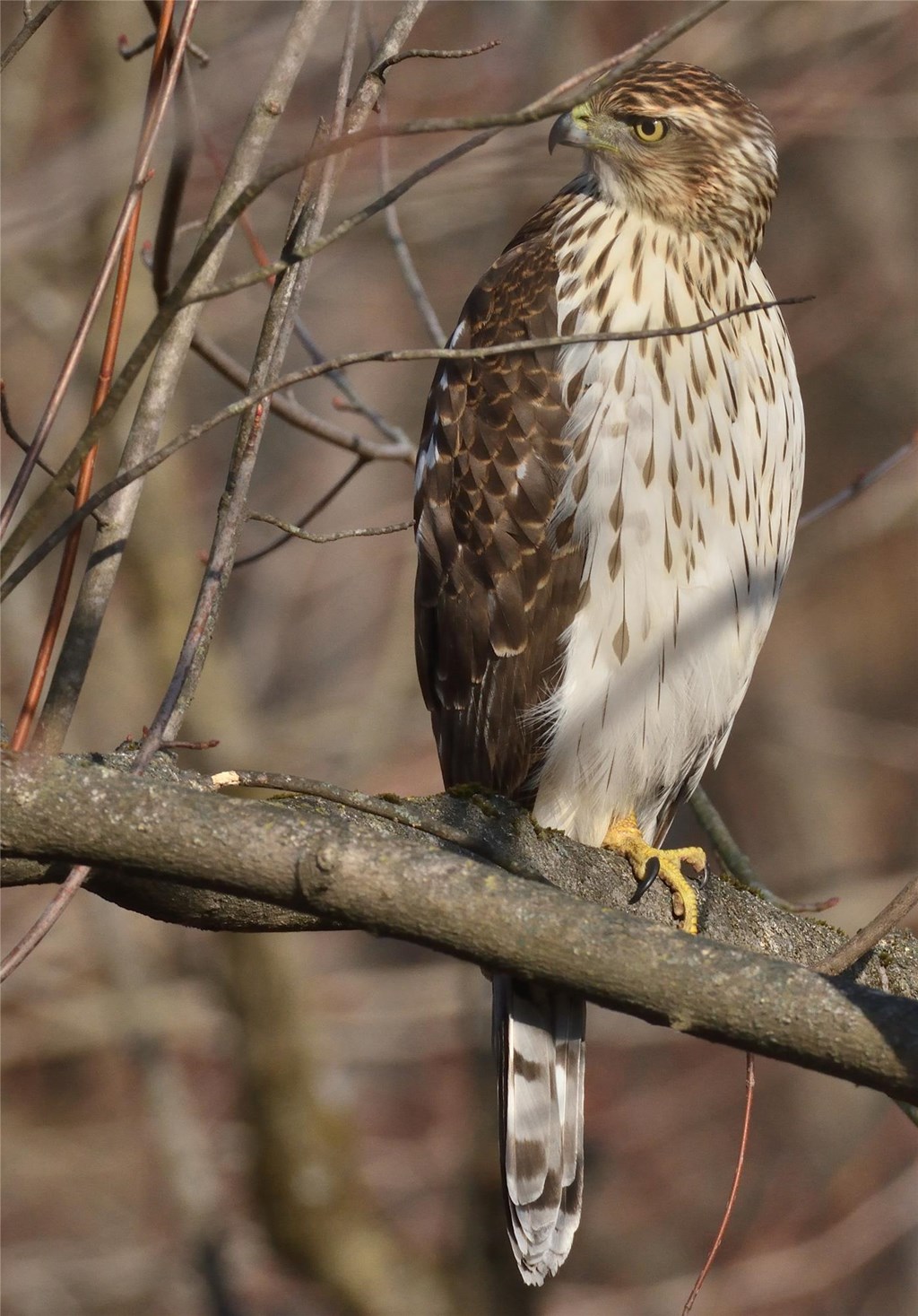 Juvenile Cooper's Hawk by Bill Moses