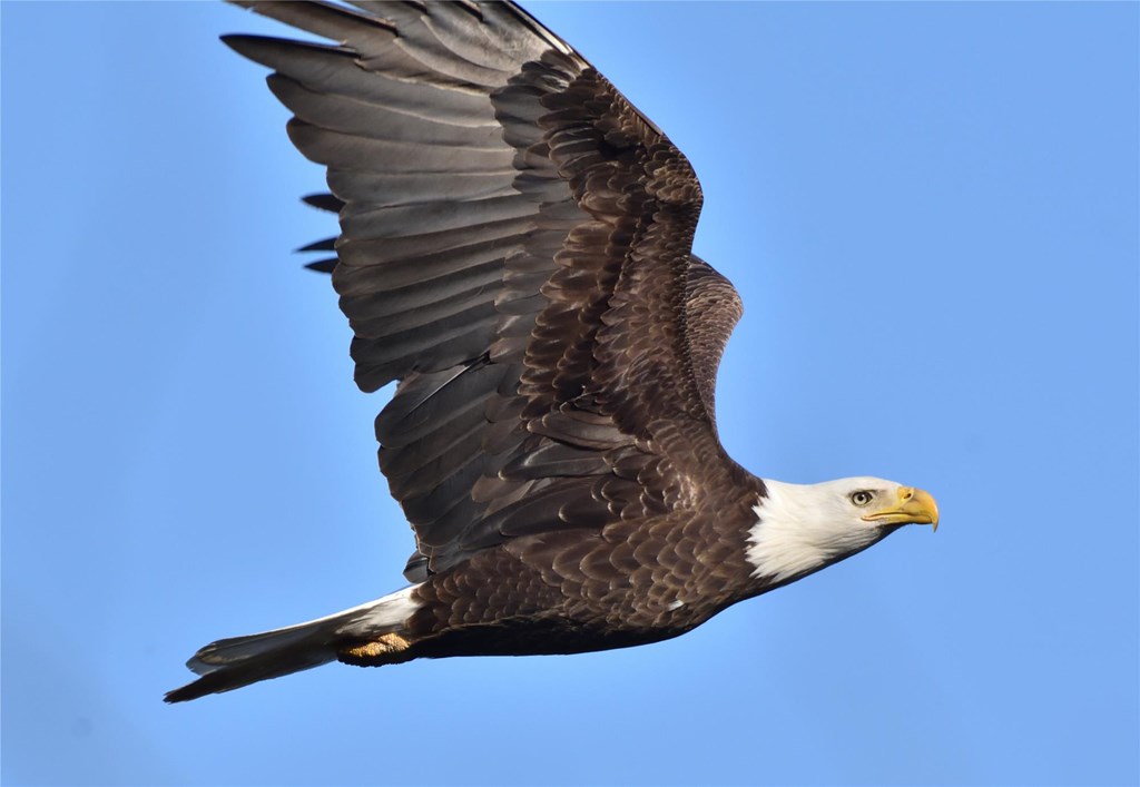 bald eagle in flight by Bill Moses