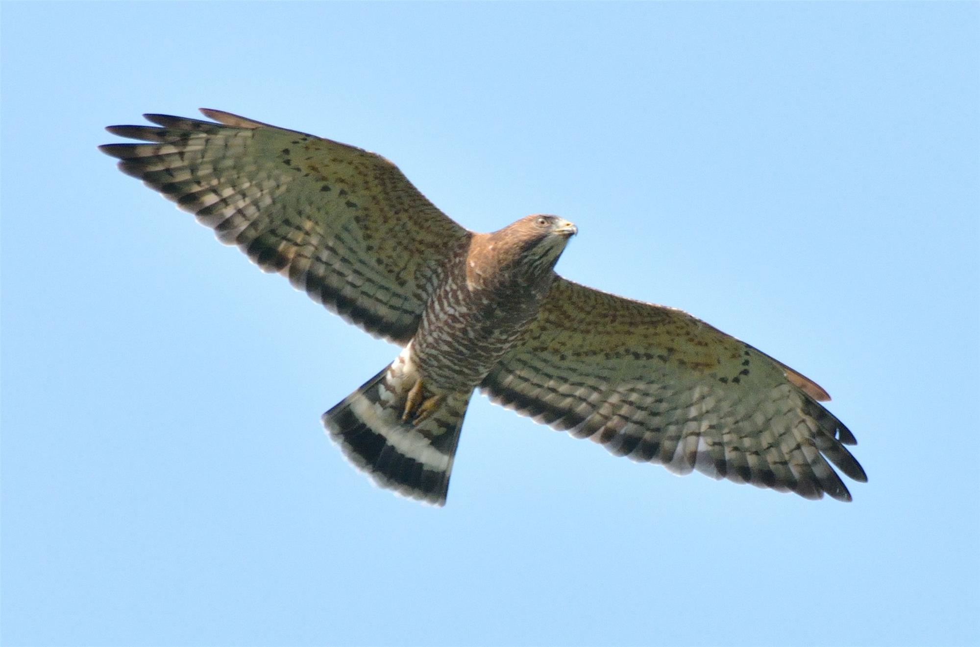 Audubon Scientists Use Hawk Mountain Data To Develop A New Method For ...