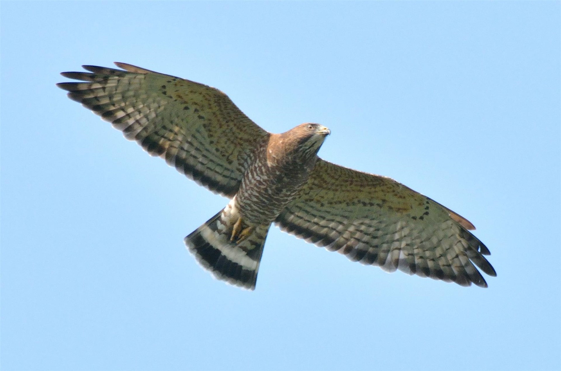 Audubon Scientists Use Hawk Mountain Data to Develop a New Method for ...