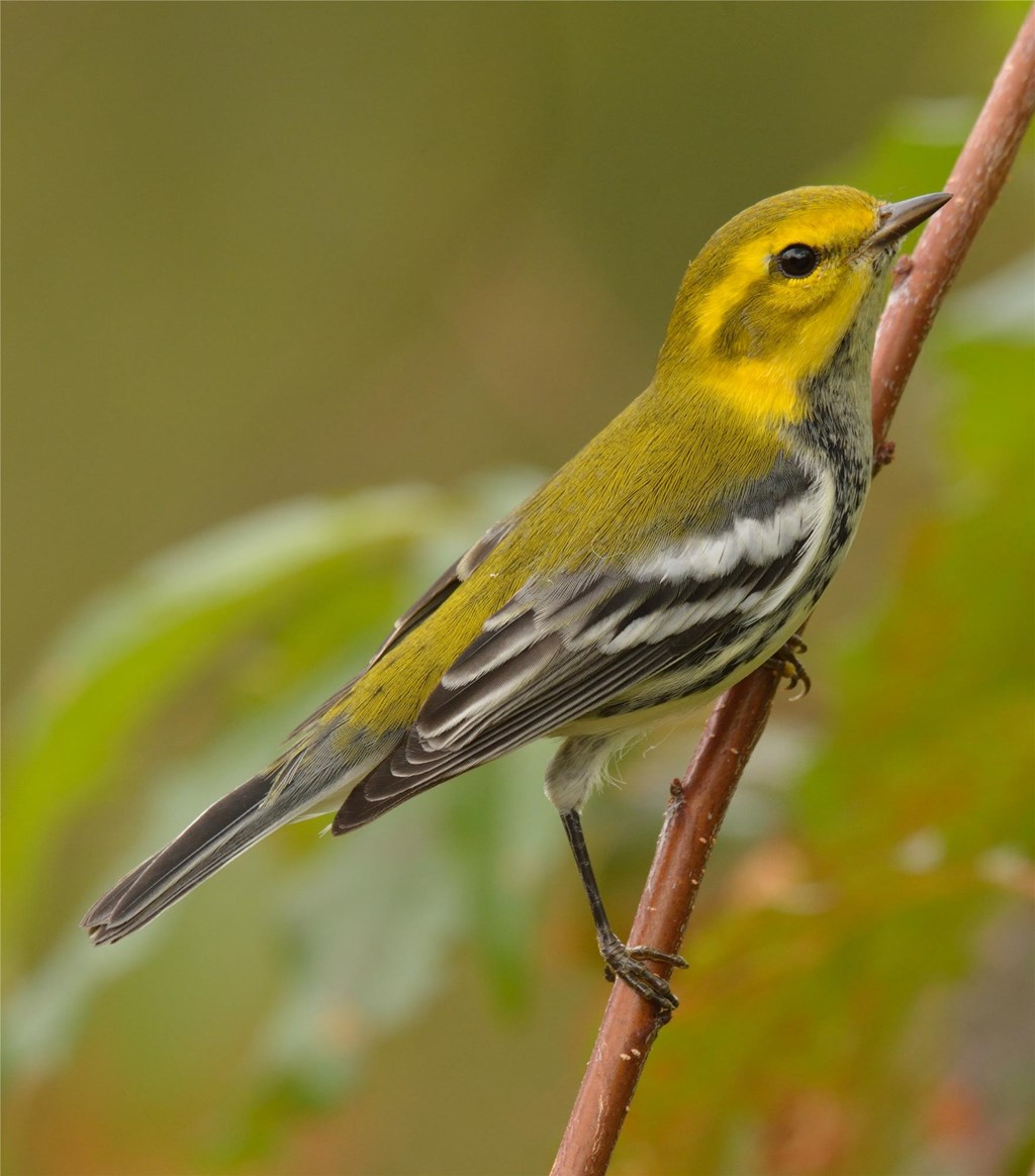 Black-throated Green Warbler