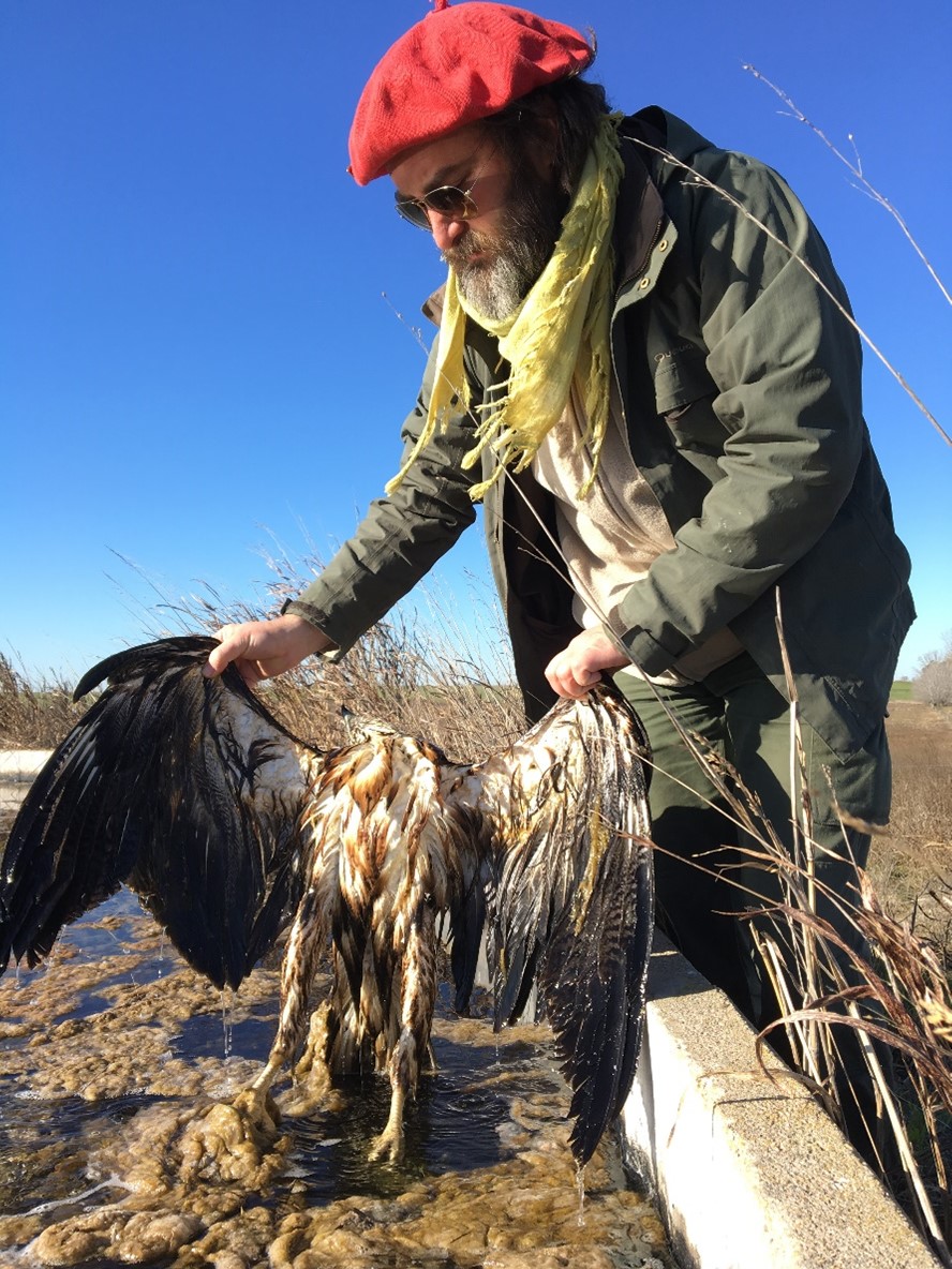 The Mystery of the Weeping Eagle An Endangered Raptor that