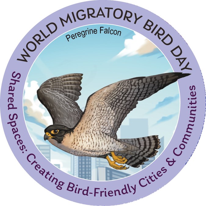 World Migratory Bird Day 2025 with Peregrine Falcon